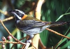 Puerto Rican Spindalis